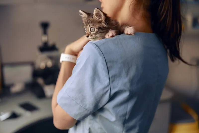 Dierenarts onderzoekt een kitten zorgvuldig op de behandeltafel