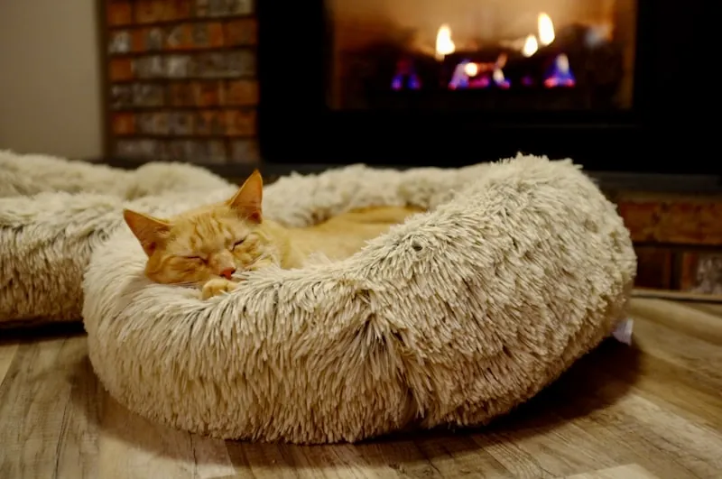 Ontspannen kat liggend in een kattenmand bij de haard