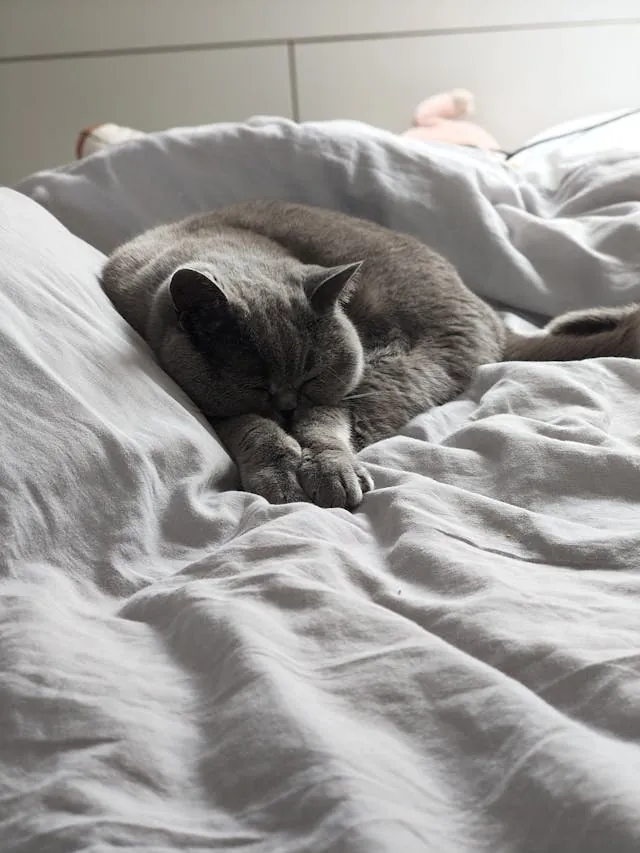 Brits korthaar kat ligt opgekruld op het bed, minder actief dan normaal