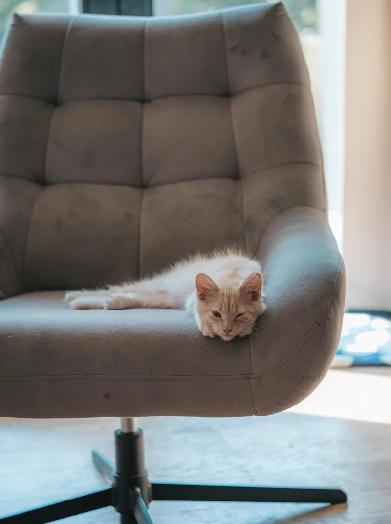 Kat zit op een draaistoel, ook leuningen en hoeken zijn geliefde krabplekken
