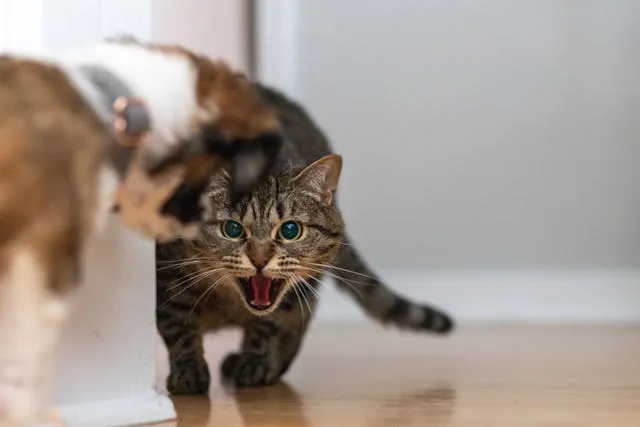 Gestresste kat blaast met platte oren en gespannen houding