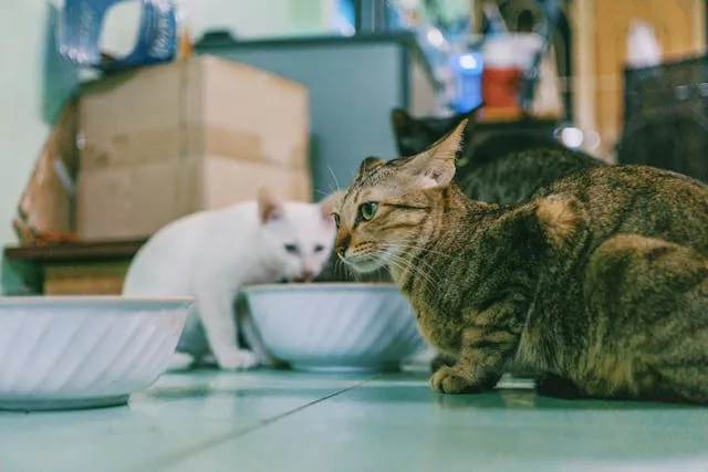 Een kat in een lege kamer met verhuisdozen, plotselinge omgevingsverandering geeft stress en kan agressie triggeren