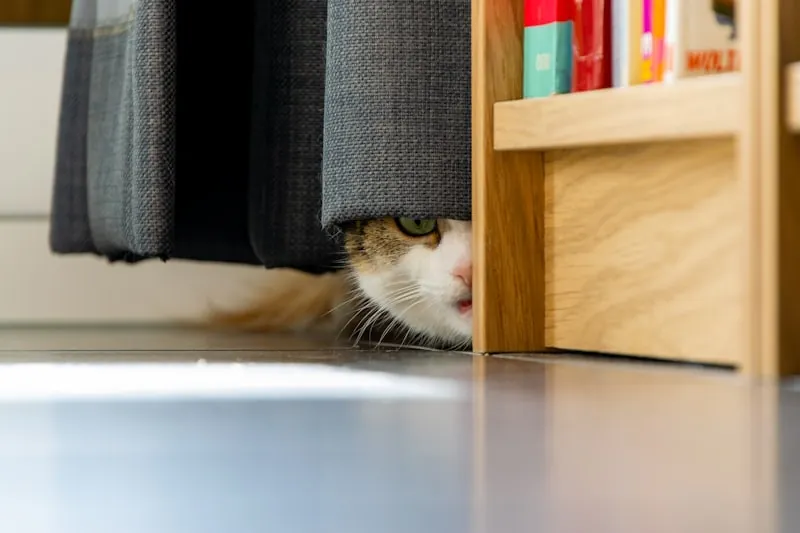 Kat verstopt zich angstig achter een gordijn bij alleen zijn