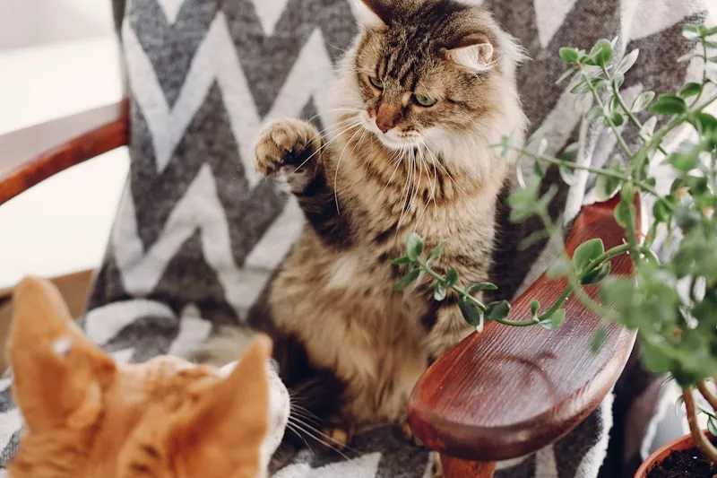 Twee katten in conflict, gespannen lichaamstaal voor de introductie loopt vast