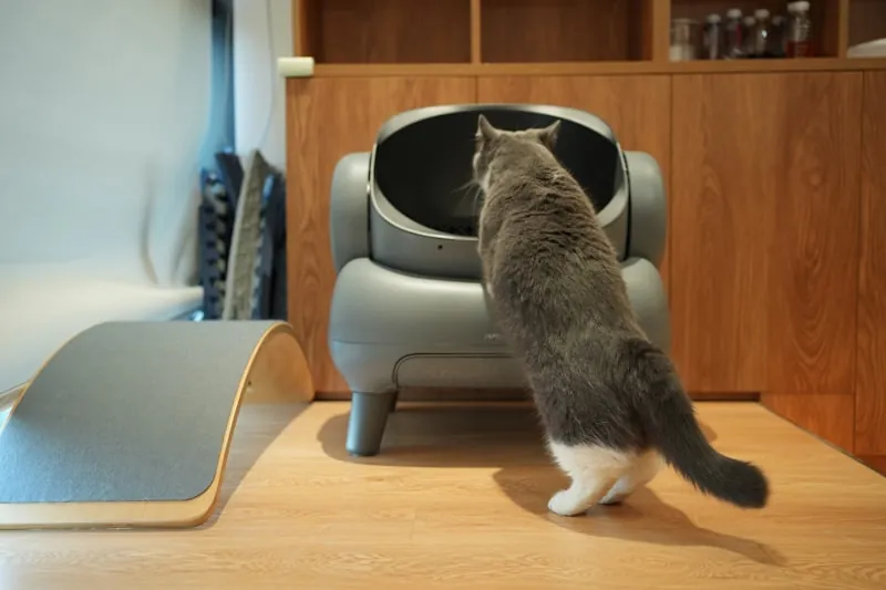 Kat loopt richting kattenbak in de gang