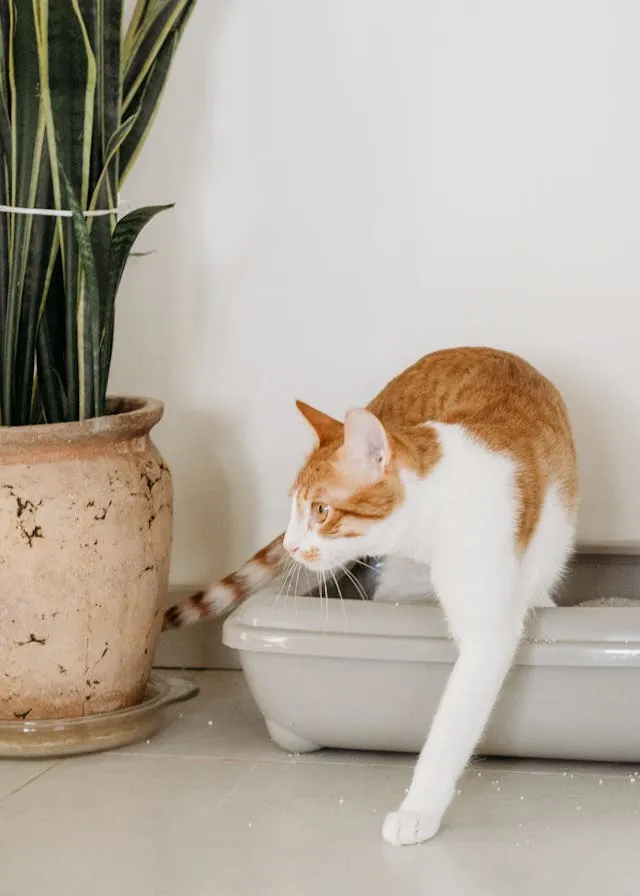Kat stapt uit een open kattenbak na gebruik
