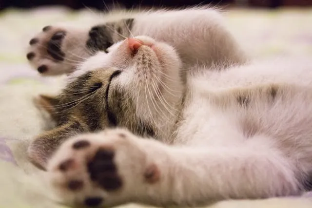 Nieuwe kat ligt rustig op beddengoed in een eigen veilige kamer