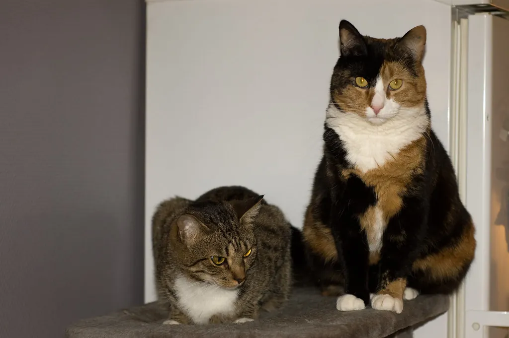 Twee katten gebruiken samen een krabpaal