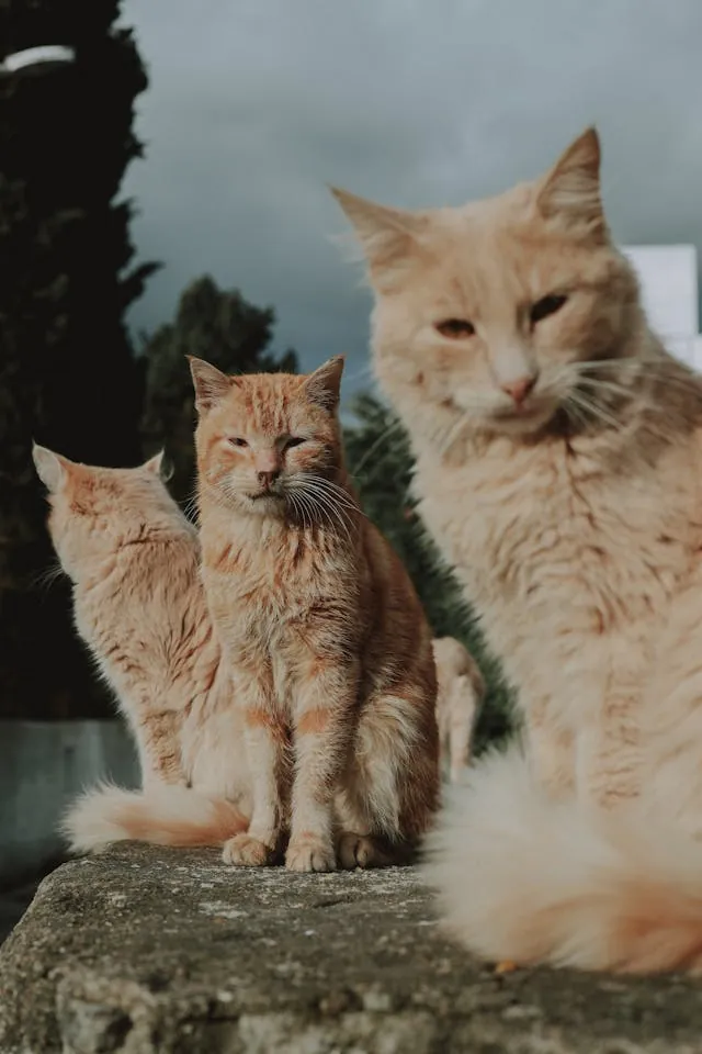 Twee gespannen katten met directe blik en stijve houding