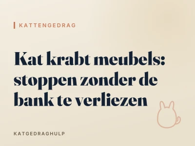 Kat krabt meubels: stoppen zonder de bank te verliezen