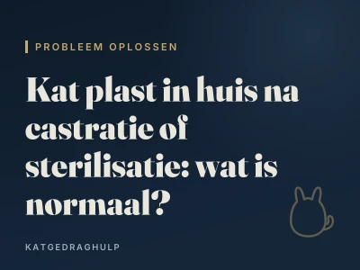 Kat plast in huis na castratie of sterilisatie: wat is normaal?