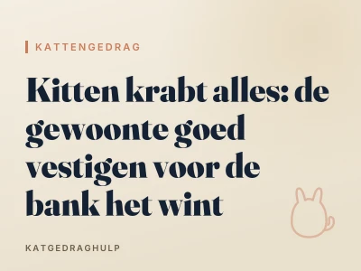 Kitten krabt alles: de gewoonte goed vestigen voor de bank het wint