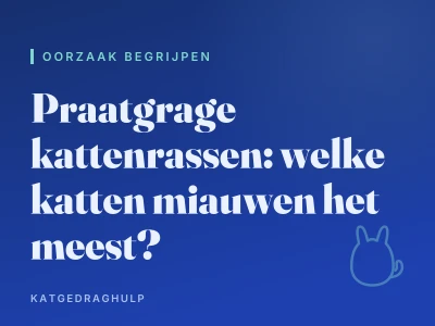Praatgrage kattenrassen: welke katten miauwen het meest?