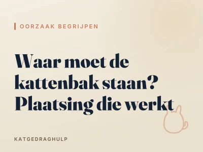 Waar moet de kattenbak staan? Plaatsing die werkt