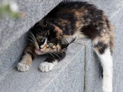 Pijngedrag herkennen bij katten: de signalen die je mist