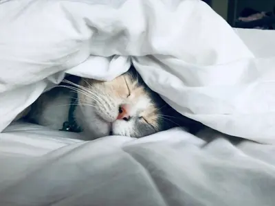 Stress bij katten voorkomen: dagelijkse checklist