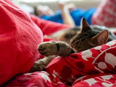 Nachtrust met je kat: praktische aanpak