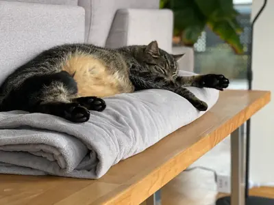 Kat krabt aan de bank: bescherming per banktype