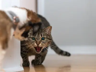 Kat sist naar nieuwe kat: introductieplan dat werkt