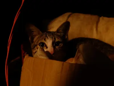 Feliway vs alternatieven: wat werkt echt bij kattenstress?