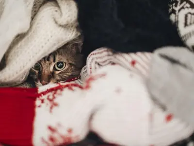 Kat plast alleen 's nachts buiten de kattenbak