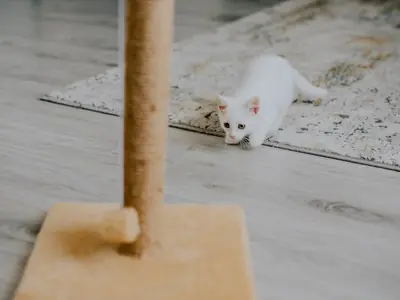 Kattentaal lezen: wat staart, oren en ogen je vertellen