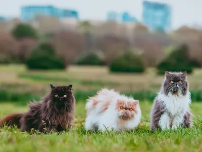 Een nieuwe kat introduceren: stap voor stap zonder ruzie