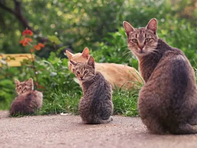 Kitten krabt alles: de gewoonte goed vestigen voor de bank het wint