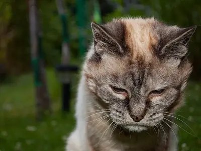 Oudere kat miauwt 's nachts: dementie of pijn?
